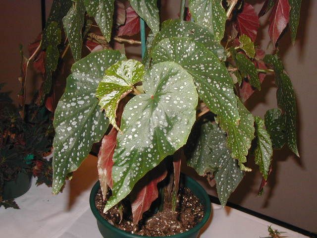 B. ‘Pavanne’